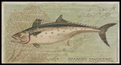 N74 Spanish Mackerel.jpg